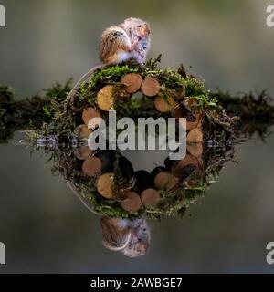 Reflexion der Harvest Mouse (Micromys minutus) Stockfoto