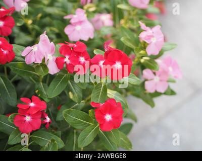 Geläufige Bezeichnung Westindische Periwinkle, madagassische Periwinkle, Bringht Eye, indische Periwinkle, Kapperiwinkle, Pinkle-pinkle, Pink periwinkle, Vinca, Cay Stockfoto