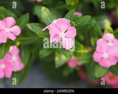 Geläufige Bezeichnung Westindische Periwinkle, madagassische Periwinkle, Bringht Eye, indische Periwinkle, Kapperiwinkle, Pinkle-pinkle, Pink periwinkle, Vinca, Cay Stockfoto