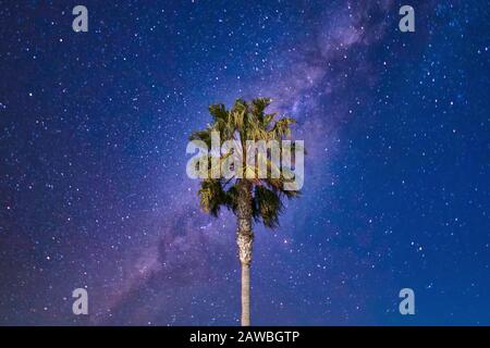 Palm Tree lässt im Wind vor dem Sternenhimmel schwingen. Stockfoto