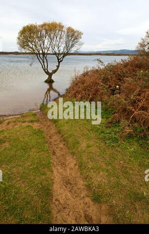 Pfad zum Lone Tree Stockfoto