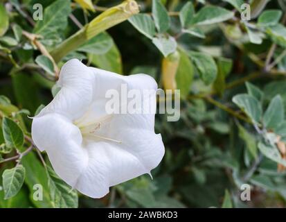 Datura innoxia - weiße Blume in der Nähe. Inoxie mit grünen Blättern. Geblümter Hintergrund. Weiße Datura inoxia Blume auf einem Hintergrund grüner Blätter. Datum Stockfoto