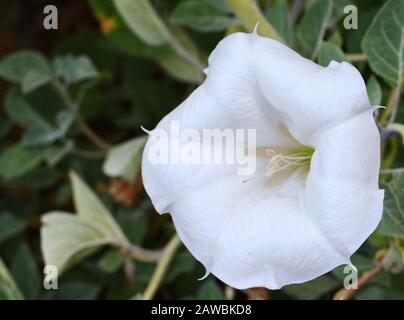 Datura innoxia - weiße Blume in der Nähe. Inoxie mit grünen Blättern. Geblümter Hintergrund. Weiße Datura inoxia Blume auf einem Hintergrund grüner Blätter. Datum Stockfoto