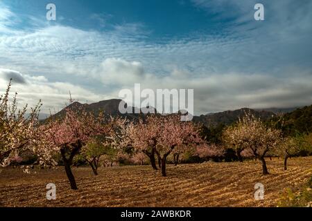 Frühling an der Costa Blanca, Spanien, mit Mandelblüten an den hängen des Puig Camapana Stockfoto