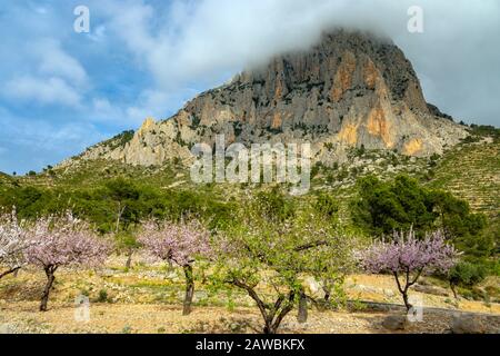 Frühling an der Costa Blanca, Spanien, mit Mandelblüten an den hängen des Puig Camapana Stockfoto