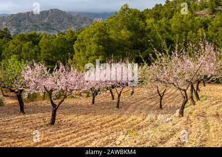 Frühling an der Costa Blanca, Spanien, mit Mandelblüten an den hängen des Puig Camapana Stockfoto