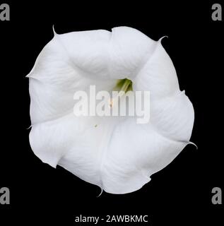 Datura Blume isoliert auf schwarzem Hintergrund. Perfekte weiße Datura-Blume. Stockfoto