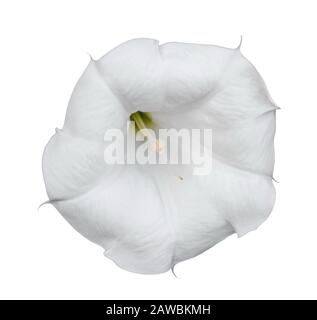 Datura Blume isoliert auf weißem Hintergrund. Perfekte weiße Datura-Blume. Stockfoto