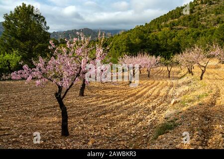 Frühling an der Costa Blanca, Spanien, mit Mandelblüten an den hängen des Puig Camapana Stockfoto