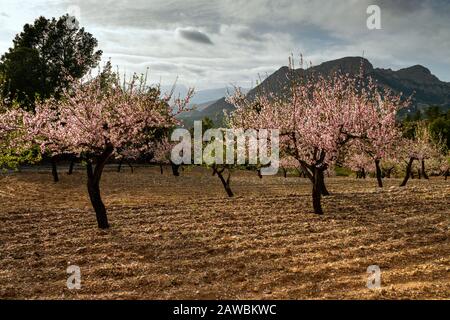 Frühling an der Costa Blanca, Spanien, mit Mandelblüten an den hängen des Puig Camapana Stockfoto