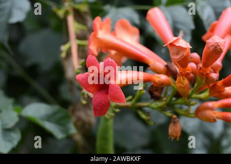 Rote Blumen der trompettigen Kletterrebe - Campsis Radikane isoliert auf weißem Hintergrund. Campsis radicans Blumen (Trompete oder Trompete Kriechgang Stockfoto