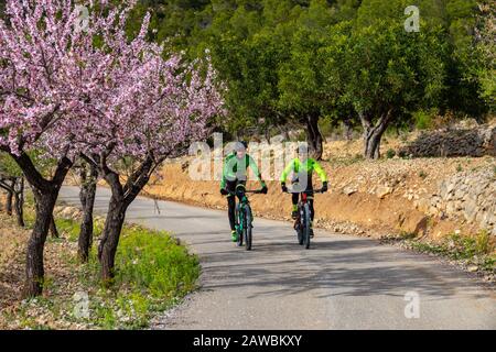 Mountainbikes in Springtime an der Costa Blanca, Spanien, mit Mandelblüten an den hängen des Puig Camapana Stockfoto