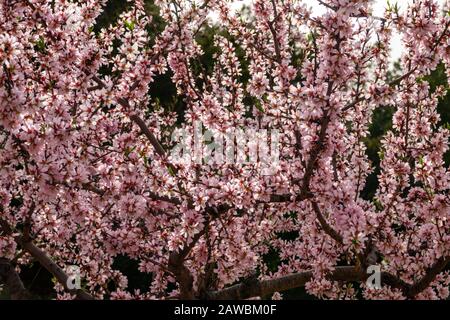 Frühling an der Costa Blanca, Spanien, mit Mandelblüten an den hängen des Puig Camapana Stockfoto