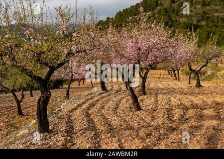 Frühling an der Costa Blanca, Spanien, mit Mandelblüten an den hängen des Puig Camapana Stockfoto