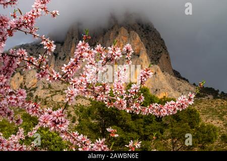 Frühling an der Costa Blanca, Spanien, mit Mandelblüten an den hängen des Puig Camapana Stockfoto