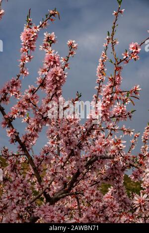 Frühling an der Costa Blanca, Spanien, mit Mandelblüten an den hängen des Puig Camapana Stockfoto