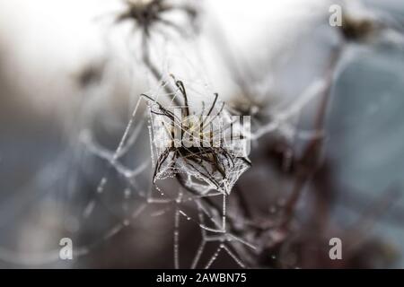 Spinnennetz auf Gras mit Wassertropfen. Nahaufnahme. Stockfoto