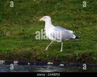 Heringsmöwe, Larus argentatus, Einzelvogel mit Flusskrebsen, London, Dezember 2019 Stockfoto