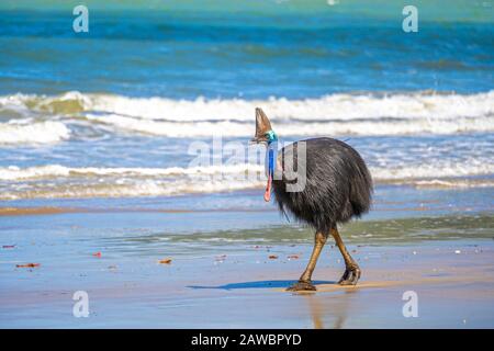 Südliches Kassowary (Casuarius Casuarius) am Strand von Etty Bay North Queensland, Australien Stockfoto