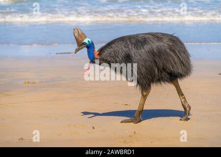 Südliches Kassowary (Casuarius Casuarius) am Strand von Etty Bay North Queensland, Australien Stockfoto