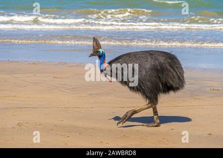 Südliches Kassowary (Casuarius Casuarius) am Strand von Etty Bay North Queensland, Australien Stockfoto