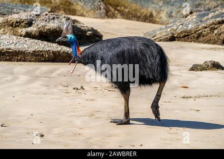 Südliches Kassowary (Casuarius Casuarius) am Strand von Etty Bay North Queensland, Australien Stockfoto