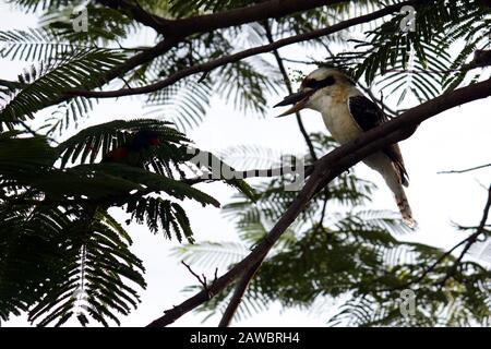 Lachende Kookaburra und Freunde Stockfoto