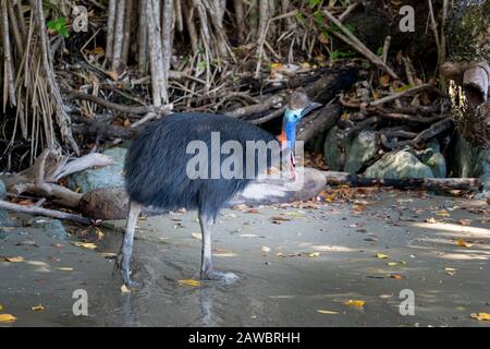 Südliches Kassowary (Casuarius Casuarius) am Strand von Etty Bay North Queensland, Australien Stockfoto