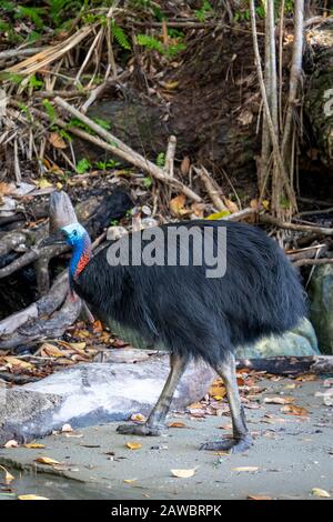 Südliches Kassowary (Casuarius Casuarius) am Strand von Etty Bay North Queensland, Australien Stockfoto