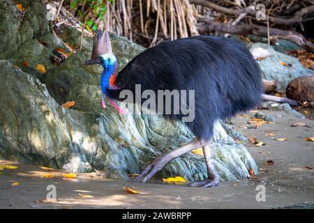 Südliches Kassowary (Casuarius Casuarius) am Strand von Etty Bay North Queensland, Australien Stockfoto