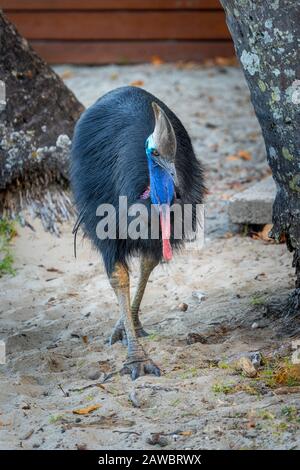 Südliches Kassowary (Casuarius Casuarius) am Strand von Etty Bay North Queensland, Australien Stockfoto