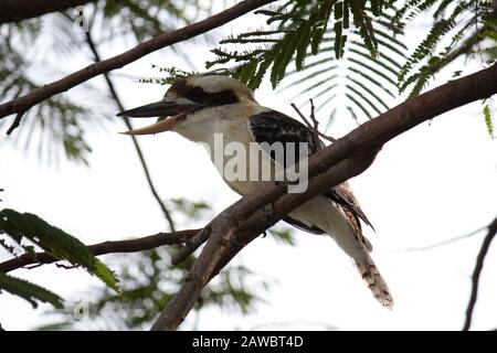 Lachende Kookaburra und Freunde Stockfoto