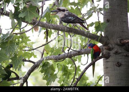 Lachende Kookaburra und Freunde Stockfoto