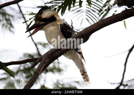 Lachende Kookaburra und Freunde Stockfoto