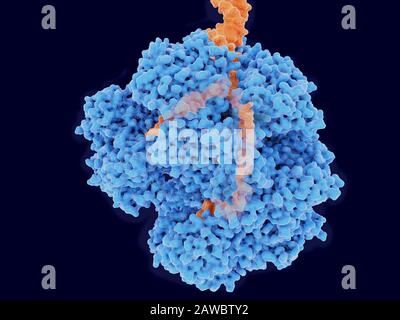 RecBCD-Enzymkomplex, abwickelnde DNA, Abbildung Stockfoto