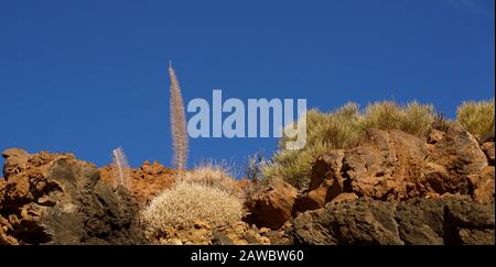 Niedriger Blickwinkel auf frischen klaren blauen Himmel Stockfoto