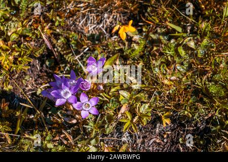 Deutsches Gentian auf der Bergwiese Stockfoto