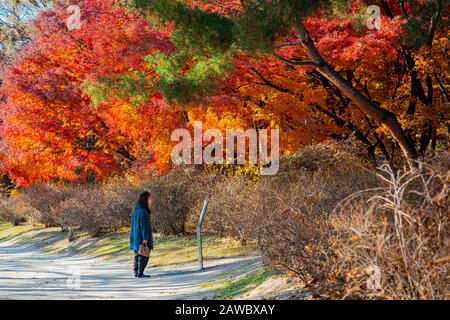 Besucher genießen die Landschaft im Changdeokgung Palast von Seoul im Herbst Stockfoto