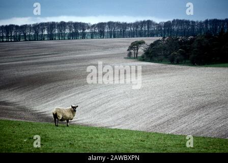 Ein einsames Schaf in der rollenden Landschaft auf der Salisbury Plain bei Stonehenge in England, Großbritannien Stockfoto