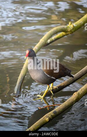 Moorhen (Gallinula chloropus) im Kelsey Park, Beckenham, London, Großbritannien. Auf einem Ast seitlich am See steht eine Moorhühne. Stockfoto