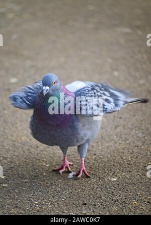 Rocktaube (columbia-livia) oder gewöhnliche Taube oder Feraltaube im Kelsey Park, Beckenham, London, Großbritannien. Die Taube (Taube) rufft ihre Federn. Stockfoto