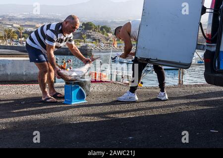 Wägen Sie Fisch auf einer Waage auf der Quayside am Hafen von Playa San Juan, auf Tenera, auf den Kanarischen Inseln, in Spanien Stockfoto