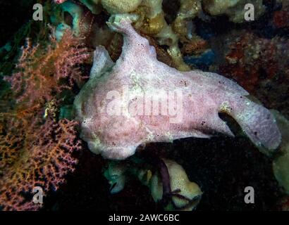 Ein Riesen Anglerfisch (Antennarius commerson) Stockfoto