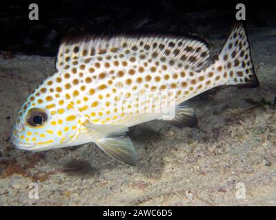 Eine goldgefleckte Süßlippe (Plectorhinchus flavomaculatus) Stockfoto