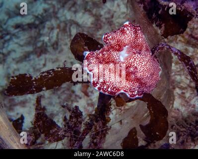 Eine Nahaufnahme eines Doris reticulatus Nacktschnecke Stockfoto