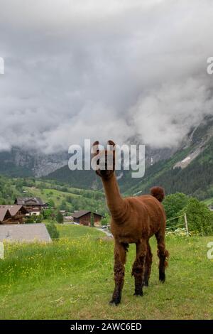 Braune Alpaka im Alpental der Schweiz Stockfoto