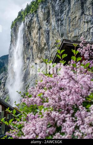 Staubbacher Wasserfall mit ersten Plan-Weichblumen, Lauterbrunnen Schweiz Stockfoto