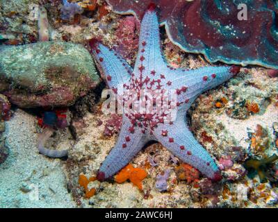 Wabenpolsterstern (Pentaceraster alveolatus) Stockfoto