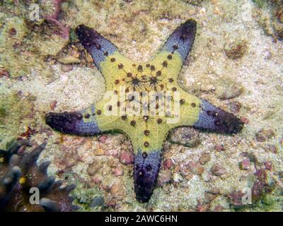 Wabenpolsterstern (Pentaceraster alveolatus) Stockfoto