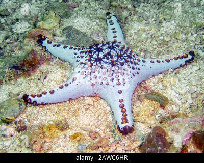 Wabenpolsterstern (Pentaceraster alveolatus) Stockfoto